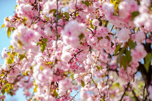 Sakura Blommar Sakura Blommar Solen Varm Vårdag Vacker Natur Bakgrund — Stockfoto