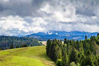 Çam ormanı. Çimenli tepeler ve çayırlar. Benekli ışıkta yeşil manzara. bahar doğası senaryosu. Bulutlu güneşli hava. 
