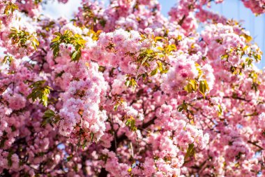Sakura çiçek açar. Sıcak bir bahar gününde güneşte sakura çiçekleri. güzel doğa arkaplanı. 
