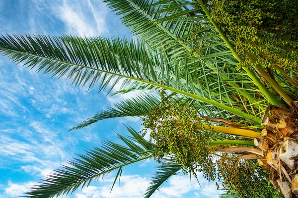 Красивый Летний Фон Пальмовых Листьев Фоне Голубого Неба Облаками Теплый — стоковое фото