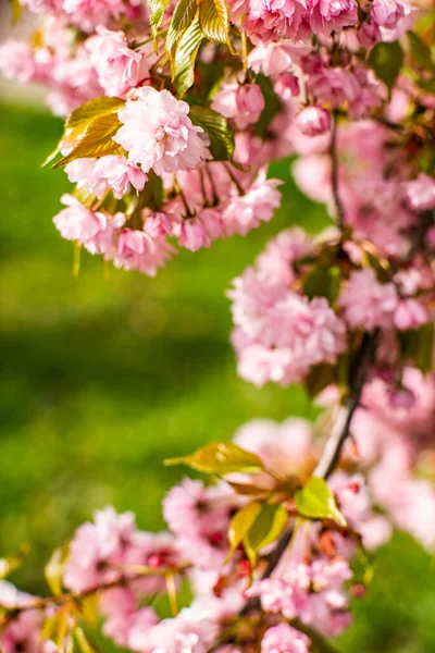 Sakura Florece Flores Sakura Sol Cálido Día Primavera Hermoso Fondo Fotos de stock libres de derechos