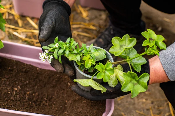 Bahçıvanlık. Kadın, ılık bir bahar gününde yeni saksılara çiçek nakleder.. 