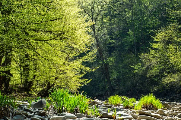 Drzewa Zielonymi Liśćmi Słońcu Ciepły Wiosenny Dzień Kontekst Natury — Zdjęcie stockowe