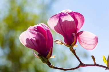 Baharda çiçek açan manolya ağacı. Pembe çiçekler güneş ışığında yıkanır. Nisan havası 