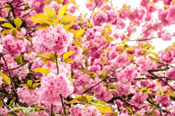 Baharda ağaçtaki pembe sakura çiçekleri. çiçek arkaplanı. 