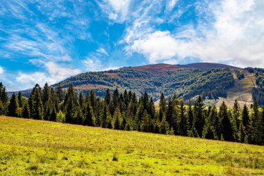 Açık bir yaz gününde, dağın arka planındaki kozalaklı ormanın yanındaki tarlada.. 