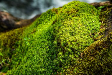 Ormandaki ağaçta yosun var. Yakın plan. doğa arkaplanı. 