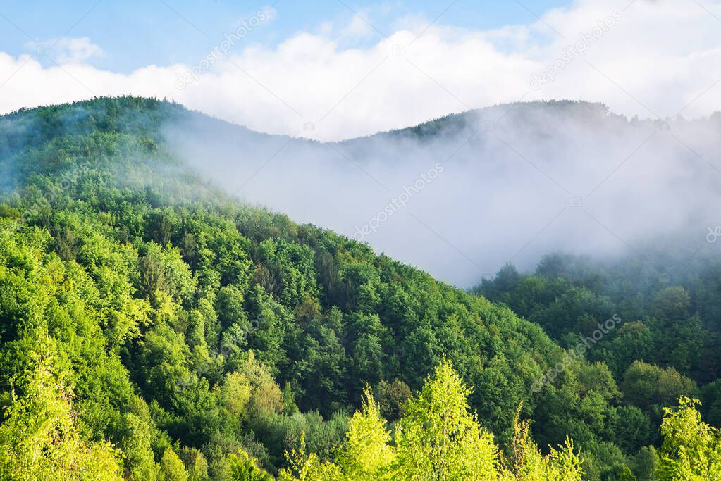 mountains in the fog. morning fog over the mountain and trees on a summer day. 