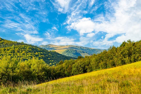 Grassy Hills Covered Trees Warm Spring Day Blue Sky Clouds — Stock fotografie