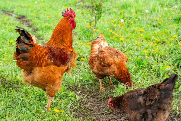 Gallo Dos Gallinas Pastan Campo Granja Aves Imagen de stock