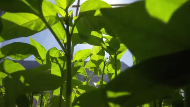 树苗在窗边 枪枝和植物生长 窗台淤塞 有选择的重点 — 图库视频影像