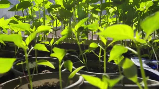 Zaailingen Bij Het Raam Tuinieren Scheuten Planten Groeien Vensterbanken Selectieve — Stockvideo