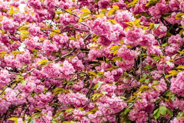 sakura. Pink spring flowering background. Sakura blossoms in Japan on a calf spring day. spring flowering background.	