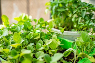 Bir serada filizleniyor, yakın plan. ekolojik ürün. 