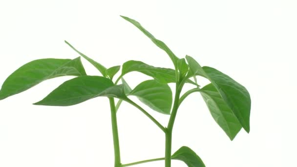 Pepper Seedlings White Background Eco Product Isolated Plant — Stock Video