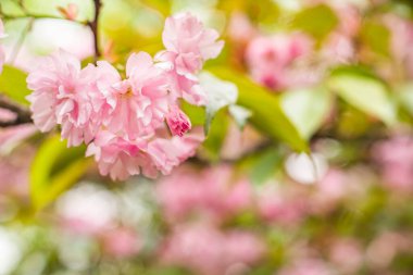sakura. Pembe bahar çiçekli arka plan. Japonya 'da bir buzağı bahar günü Sakura çiçek açar. bahar çiçekleri arkaplanı.