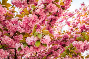 sakura. Pembe bahar çiçekli arka plan. Japonya 'da bir buzağı bahar günü Sakura çiçek açar. bahar çiçekleri arkaplanı.