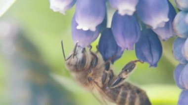 Arı çiçeklerden polen toplar. makro fotoğrafçılık. Doğal ürün. Hasat. Tatlım.