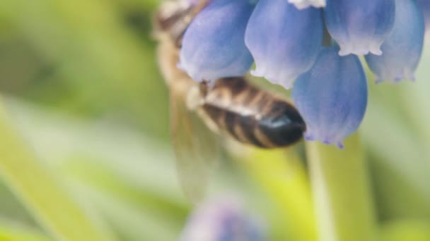 Abeja Recoge Polen Las Flores Macrofotografía Producto Natural Harvesting Honey — Vídeo de stock