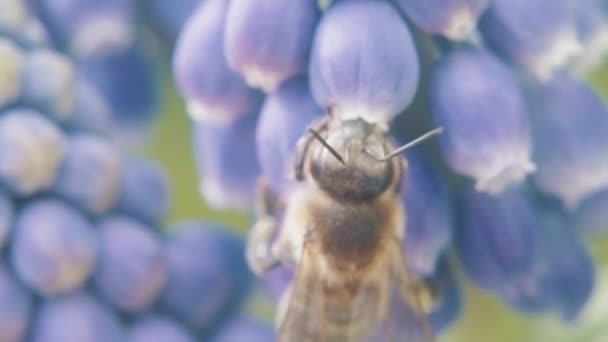 Abeja Recoge Polen Las Flores Macrofotografía Producto Natural Harvesting Honey — Vídeos de Stock