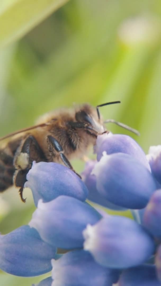 Ape Raccoglie Polline Dai Fiori Macro Fotografia Prodotto Naturale Mietitrebbia — Video Stock
