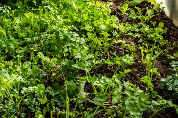 Dill Seedlings Greenhouse Eco Product Healthy Food Season — ストック写真