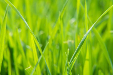 Doğada çimen dokusuna sahip yeşil bir arka plan. çimenlerin doğal rengi.