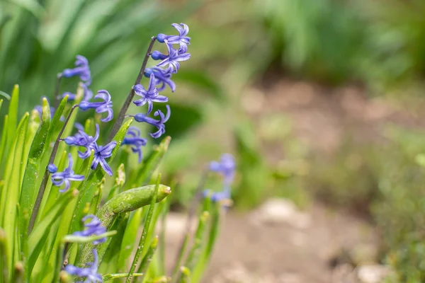 Beautiful Blue Purple Flowers Bloom Early Spring Beautiful Nature — стоковое фото