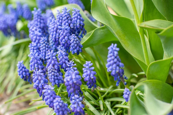 Beautiful Blue Purple Flowers Bloom Early Spring Beautiful Nature — стоковое фото