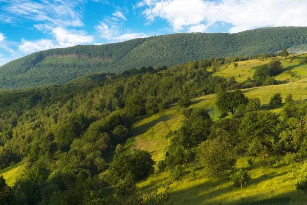 Холмистые Поляны Покрытые Деревьями Восходе Солнца Зеленый Пейзаж — стоковое фото