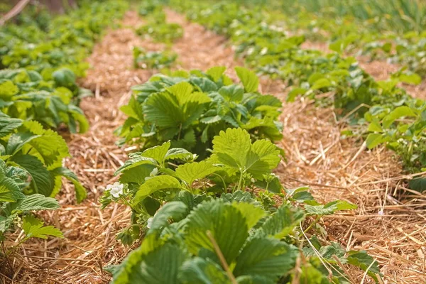 Beeren Blühen Garten Gartenarbeit Warmer Sommertag Öko Produkt Früchte — Stockfoto