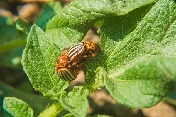 Potato Beetle Colorado Potato Beetle Potato Leaves Field Farm Parasites — Stockfoto