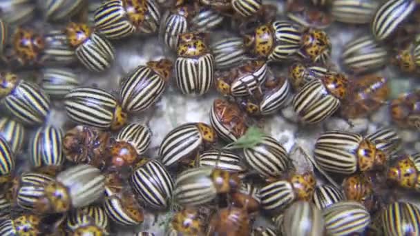 Potato Beetle Colorado Potato Beetle Potato Leaves Field Farm Parasites — Stockvideo