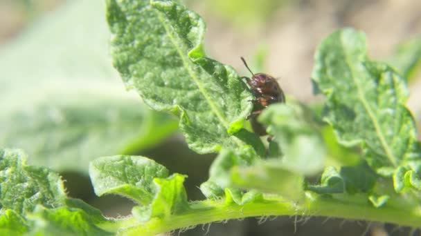 Potato beetle. Colorado potato beetle on potato leaves in a field on a farm. Parasites destroy crops in the field. Colorado potato striped beetle parasite on a green leaf. Agriculture.