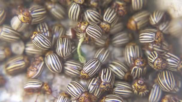 Potato Beetle Colorado Potato Beetle Potato Leaves Field Farm Parasites — 비디오