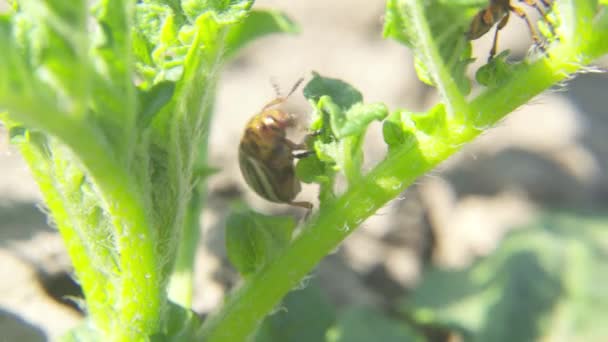 Potato Beetle Colorado Potato Beetle Potato Leaves Field Farm Parasites — 비디오