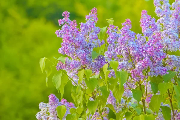 Сирень Красивые Фиолетовые Цветы Натуральный Весенний Букет Мягкий Избирательный Фокус — стоковое фото