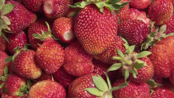 Fond Fraise Contexte Alimentaire Fraises Fraîchement Cueillies — Video