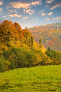 Sonbahar dağlarında günbatımında yeşil köknar ağaçlarının ve renkli sarı yemyeşil gölgelerin bulunduğu sık bir ormanın yakınında çimlerle kaplı bir açıklık. dikey resim