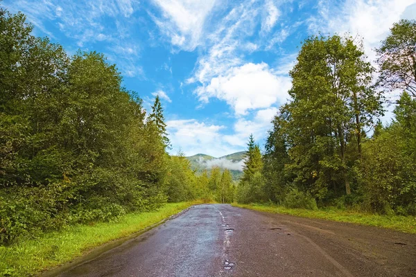 Droga Przebiega Przez Gęsty Las Las Sosnowy Asfaltową Drogę Ścieżkę — Zdjęcie stockowe
