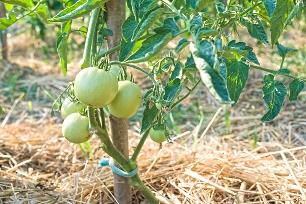 Tomato Green Tomatoes Plantation Organic Farming Growth Young Tomato Plants — Stock Photo, Image
