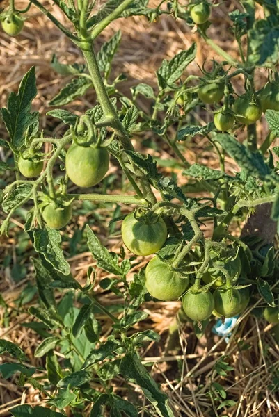 Pomidorowa Plantacja Zielonych Pomidorów Rolnictwo Ekologiczne Wzrost Młodych Roślin Pomidorowych — Zdjęcie stockowe