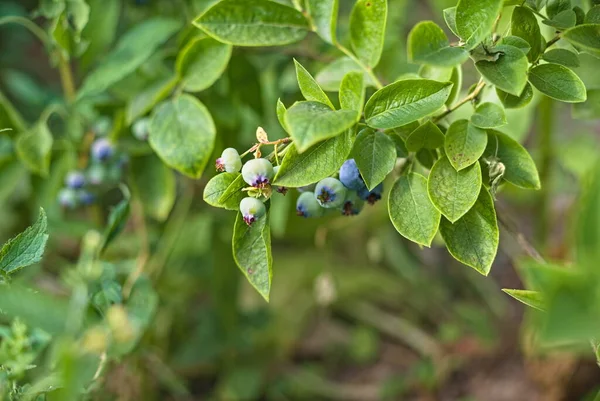 Blueberries ripen on the bush. Growing berries in the garden. Close up of a blueberry bush. Blueberry bush.