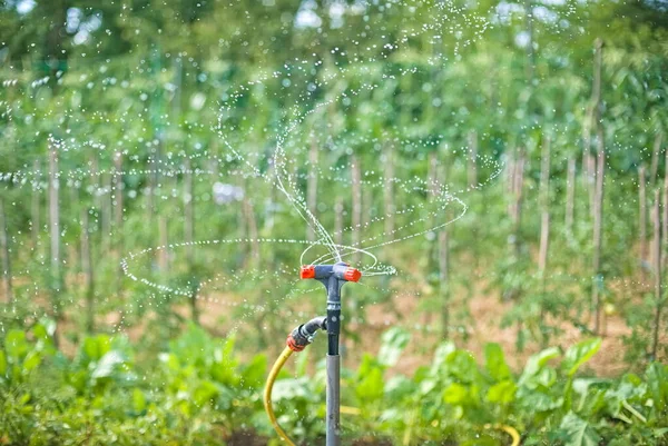 Zahradnictví Zahradnictví Zahradnictví Farmě Zemědělství Pěstování Organické Zeleniny Postelích Zavlažovač — Stock fotografie