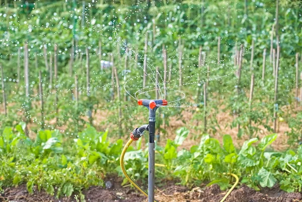 Gardening, horticulture and vegetable gardening on the farm. Agriculture. Growing organic vegetables in the beds. Sprinkler watering at a slow pace. slow motion.