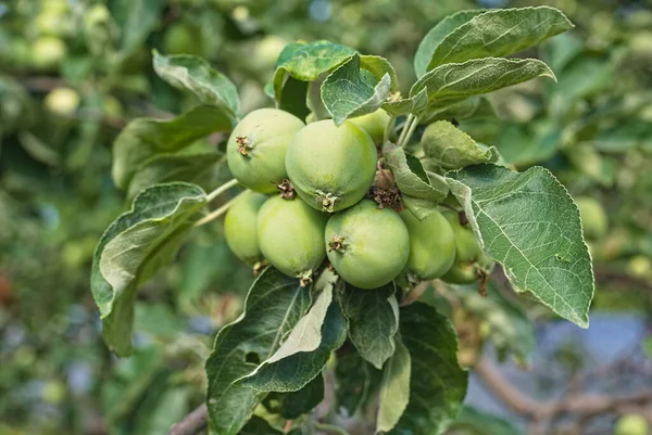 Green Apples Ripen Branches Tree Garden Eco Product Fruit Ripening — Stock Photo, Image