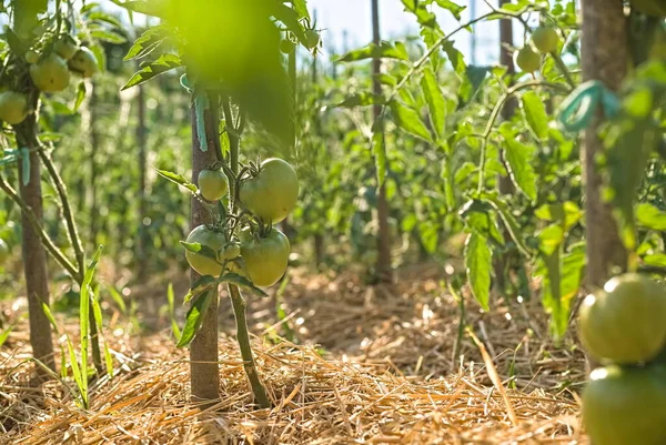 Pomidorowa Plantacja Zielonych Pomidorów Rolnictwo Ekologiczne Wzrost Młodych Roślin Pomidorowych — Zdjęcie stockowe