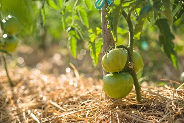 Pomidorowa Plantacja Zielonych Pomidorów Rolnictwo Ekologiczne Wzrost Młodych Roślin Pomidorowych — Zdjęcie stockowe
