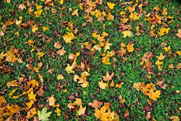 Jesienią Spadły Liście Zielonym Trawniku Schludny Trawnik Czerwono Żółtymi Jesiennymi — Zdjęcie stockowe