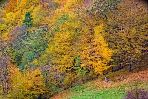 Autumn Forest Landscape Autumn Leaves Warm Light Illuminating Golden Leaves — Zdjęcie stockowe